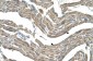 ASPN antibody - middle region
